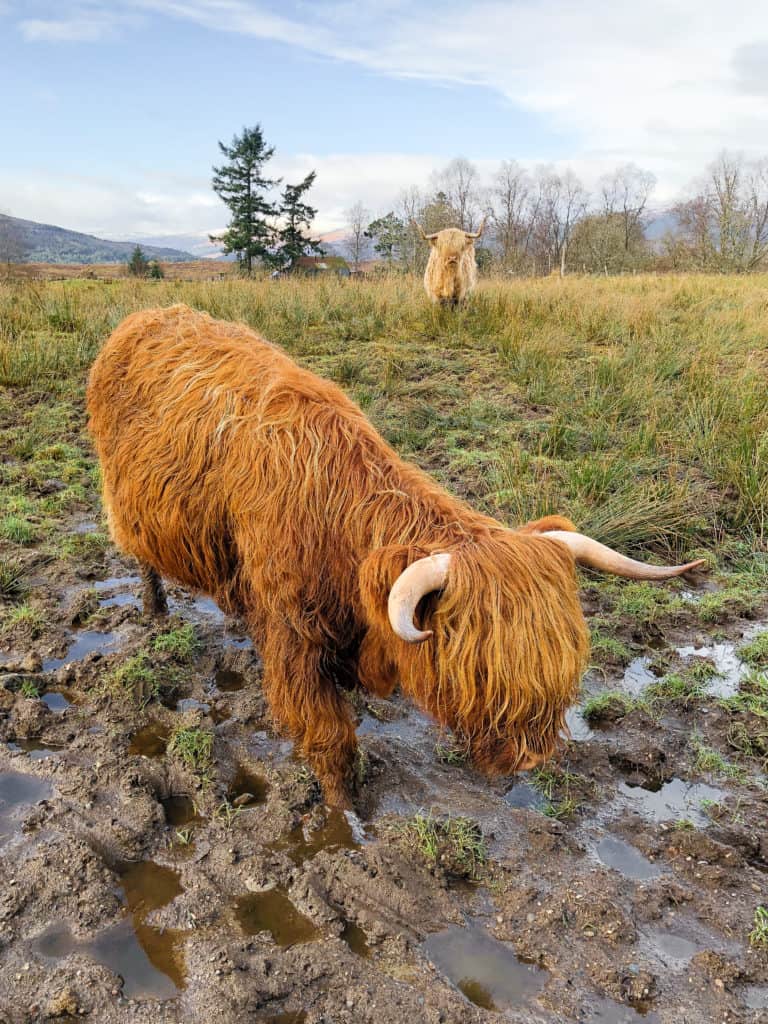 Looking for the perfect day trip from Edinburgh? If you want to see filming locations from Outlander and Harry Potter, witness the beauty of the mountains of Glencoe, and hunt for the Loch Ness Monster, read on about my experience touring the Scottish Highlands with Rabbie's Tours!